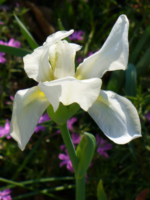 White Cemetery Iris, White Flag Iris, Iris albicans, I. x albicans, I. florentina var. albicans